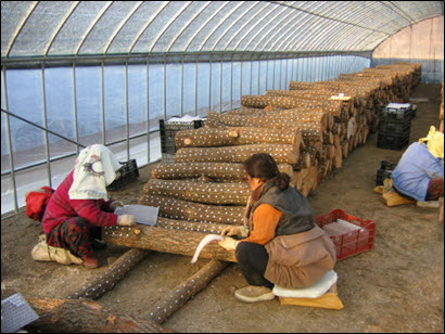 표고 원목 종균 접종 작업