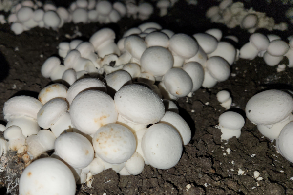 다발성 양송이버섯과 세균성 갈반병