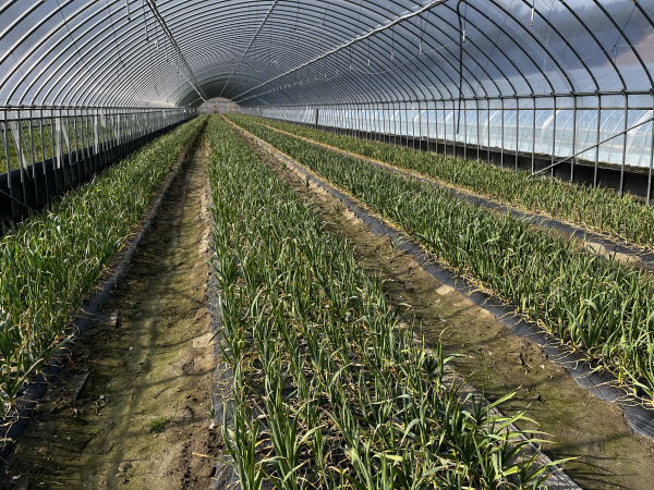 3월 하순 마늘과 양파 관리