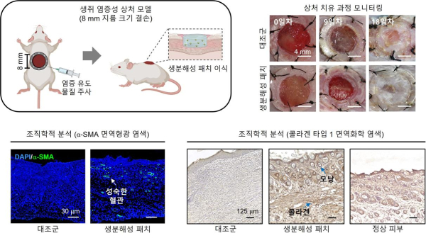 생쥐 염증성 상처 모델에서 나노입자 담지 패치 이식 후 평가