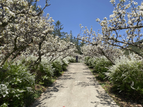 무궁화수목원 꽃터널 모습