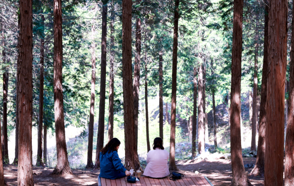 무궁화수목원 편백나무 숲 모습