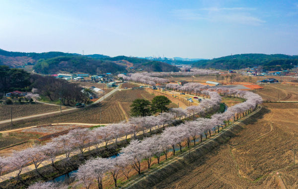 당진천 벚꽃길 모습