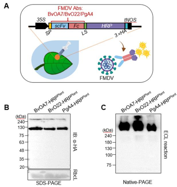 식물발현시스템 기반의 바이러스 진단 항체 생산 플랫폼 개발