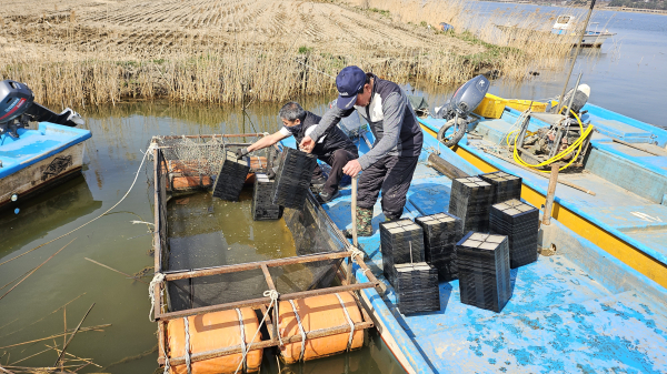 빙어 수정란 1040만 립 이식(수산자원)