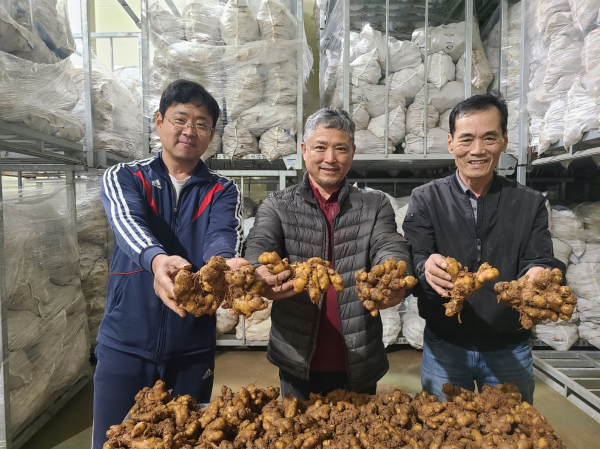 지역농협 저온저장고 생강 저장 현장 사진