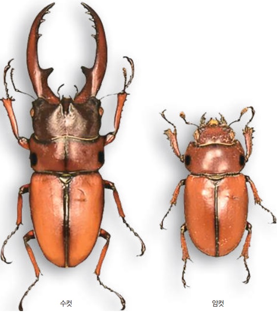 두점박이사슴벌레(암수 구분)