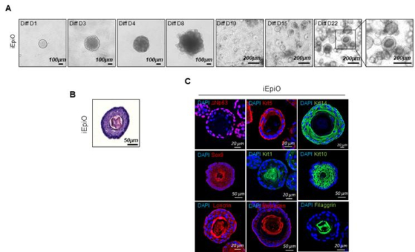 마우스 유도만능줄기세포 유래 피부상피 오가노이드의 분화법