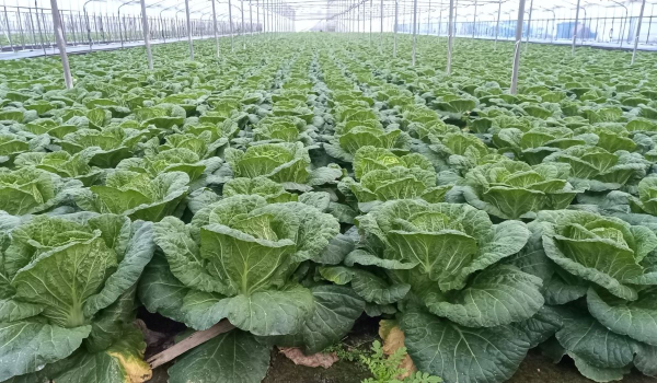 공급 확대를 위해 정부가 사전확보한 시설봄배추 출하 시작