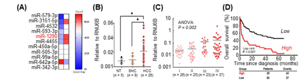 간암 환자의 miR-1290 과발현 확인
