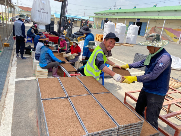 벼 종자 생산 위한 원원종 등 파종