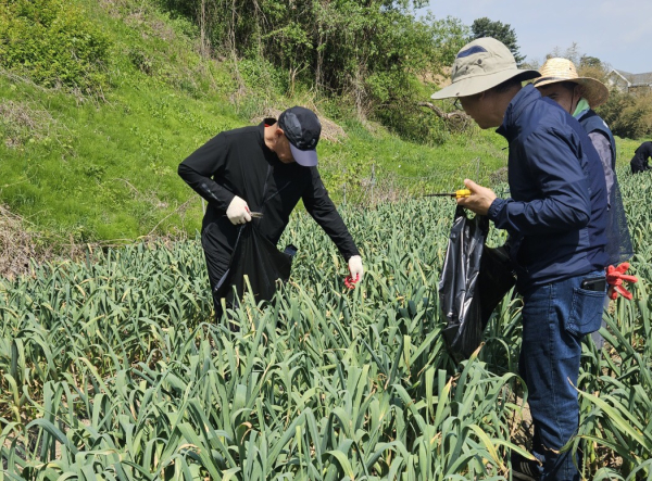 직원들과 함께 마늘종 뽑기 일손돕기에 나선 최원철 시장