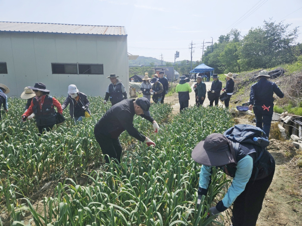 사곡면 마늘 재배 농가 현장을 찾아 마늘종 뽑기 봉사활동