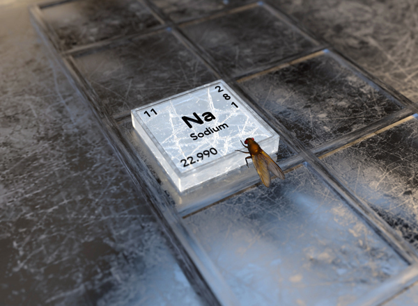 내부 나트륨 감지 연구 과정에서의 초파리 모델 연구