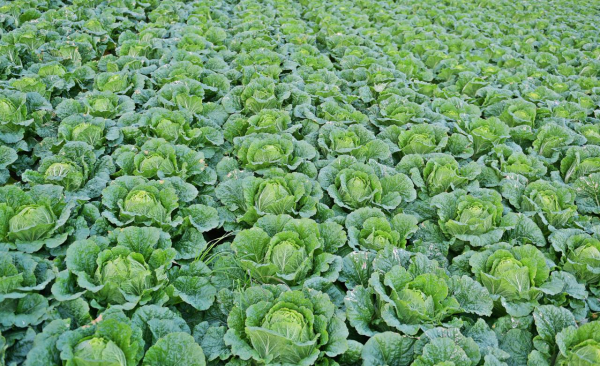 배추밭 참고 이미지