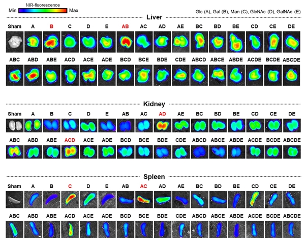 글리코칼릭스-모방 나노입자 라이브러리의 장기 선택성 스크리닝 및 유효 후보군 선별