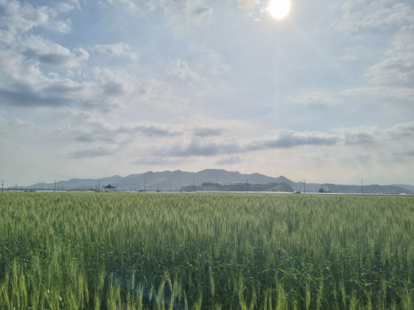 밀 재배포장 전경