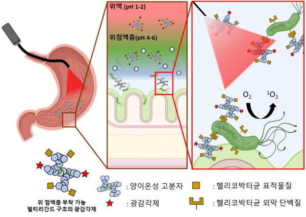 헬리코박터균과 상호작용이 가능한 위 점액층에 부착 가능한 멀티리간드 구조의 광감각제를 이용한 헬리코박터균 표적 치료 전략의 개략도
