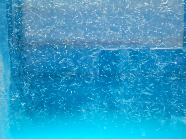 서해 연안에 방류한 대하