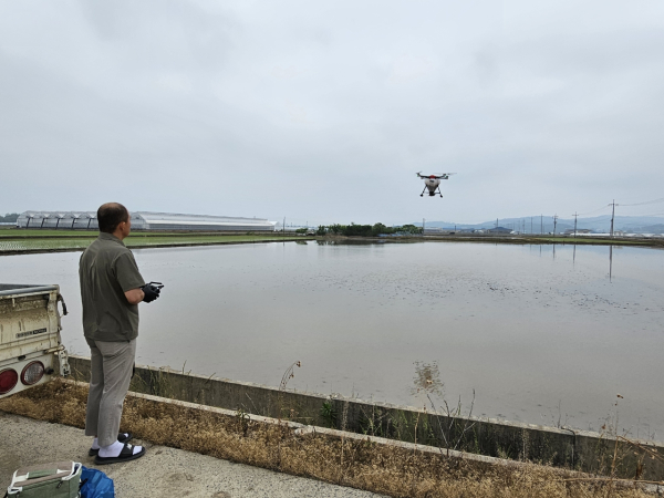 벼 드론직파 모습