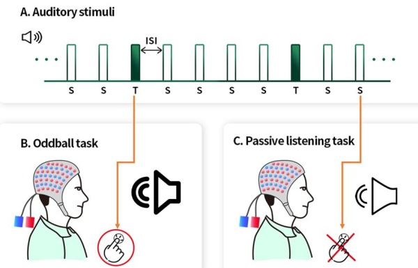 선택적 주의력 ERP 모식도