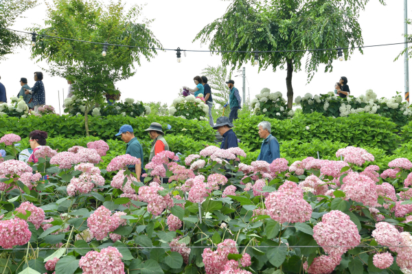 지난해 유구색동수국정원 꽃 축제 모습