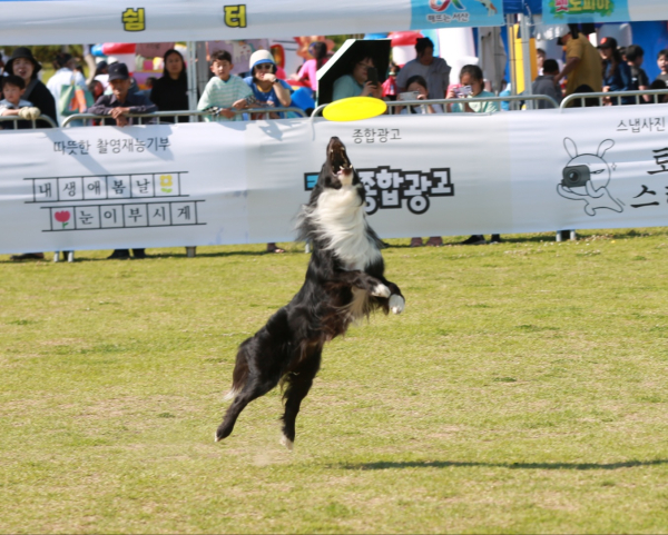 동문근린공원 일원에서 6월 1일 개최된 ‘제2회 반려동물 문화축제’ 현장 모습