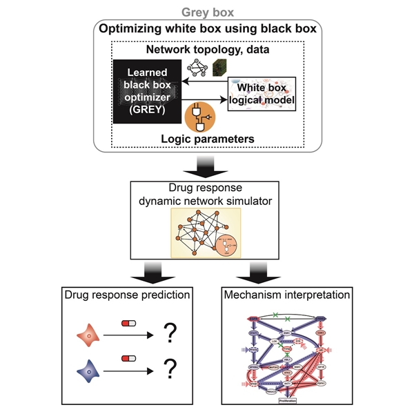 연구결과 모식도
