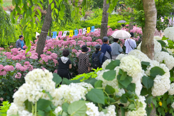 유구색동수국정원 꽃 축제 모습