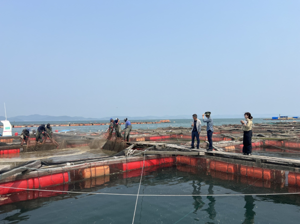 고수온 대응 현장점검(태안군 대야도 인근 해상 가두리양식장)