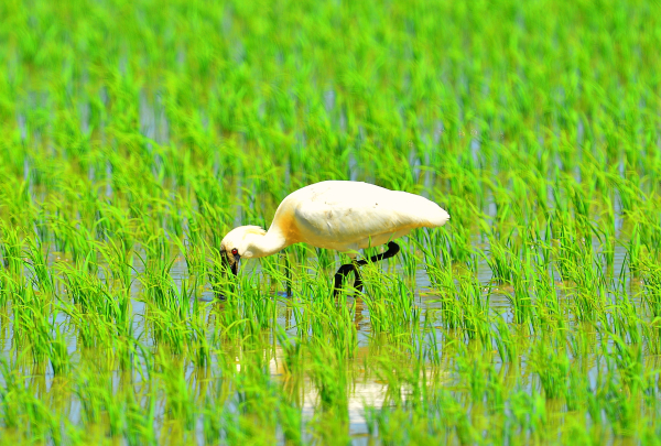 먹이활동중인 저어새