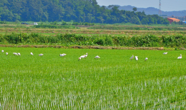 부사호 주변 저어새