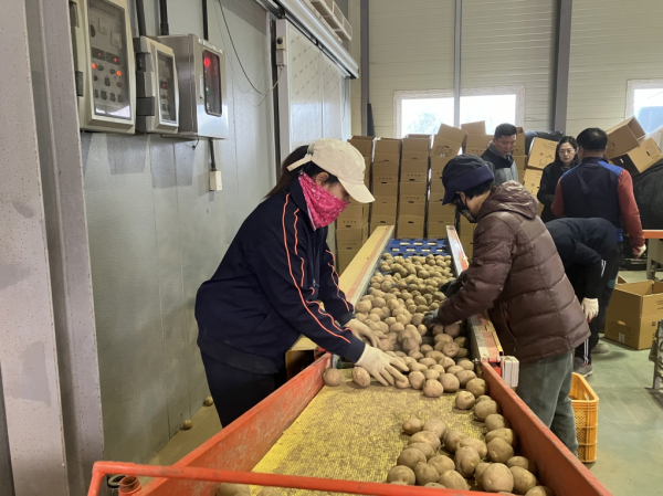 2월 씨감자 출하를 위해 감자를 선별하고 있는 모습