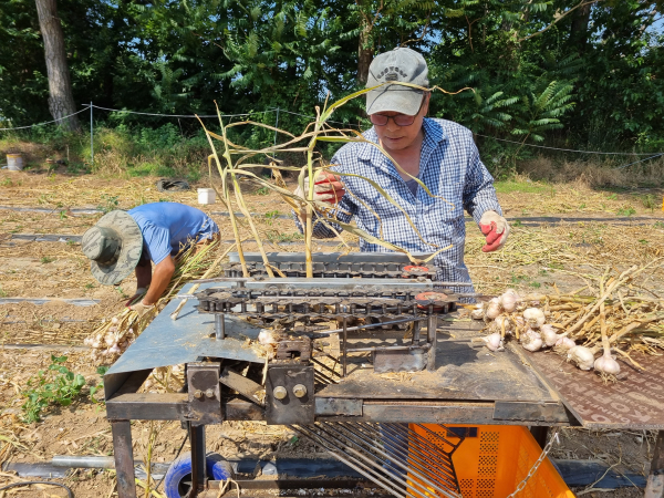 마늘농작업 기계