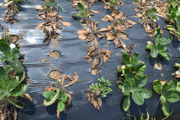 지황 뿌리썩음병