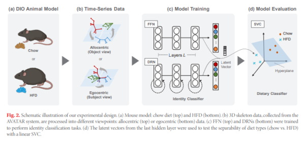 연구팀은 고지방식이 비만에 미치는 영향을 파악하기 위해 고지방식과 표준식을 각각 다른 쥐 그룹에게 제공하고, 두 그룹 간의 차이를 비교했다