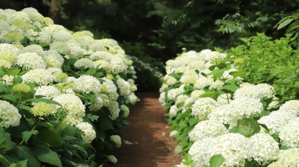 삼선산수목원(미국수국 애나벨)