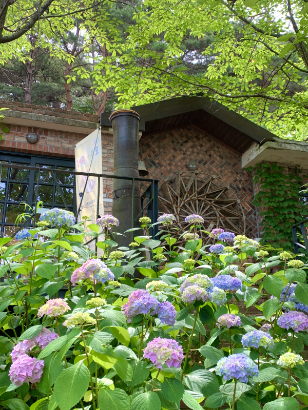 아미미술관 수국