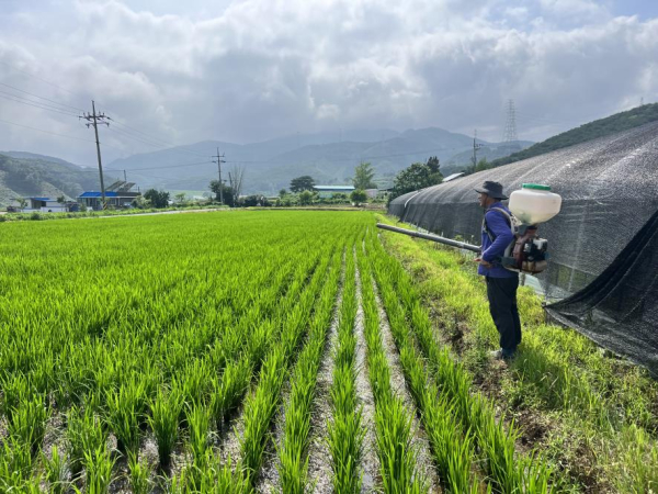 모내기 논에 질소질 비료 시비 모습