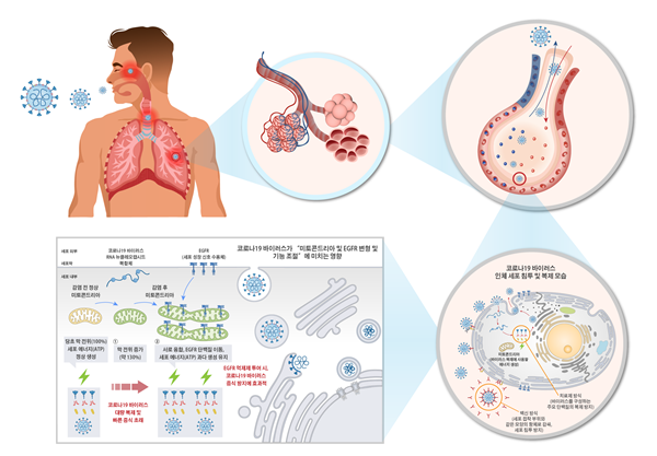 코로나19 바이러스 인체 침투 복제 원리 및 신속 대량 증식 원리