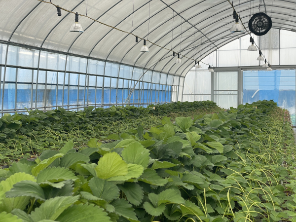 딸기 육묘장 전경