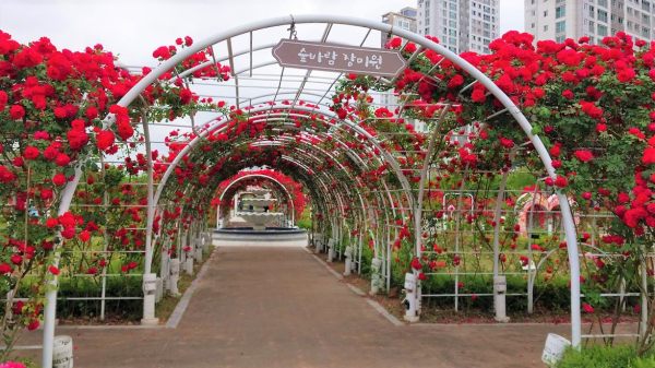 대평동 장미원 모습