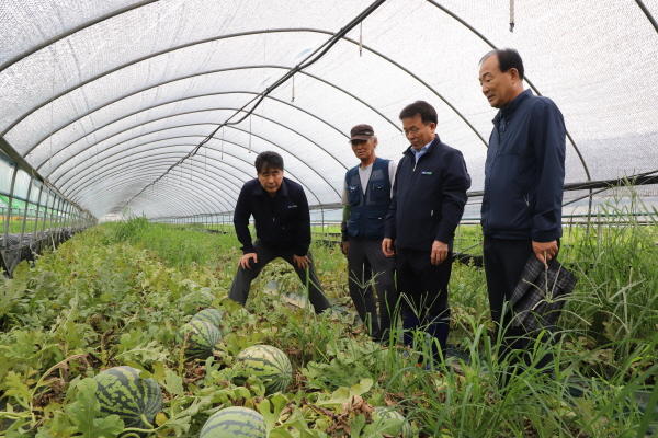 백남성 농협충남세종본부장(왼쪽)과 김동진 농협논산시지부장(오른쪽 두 번째), 이희갑 부적농협조합장(오른쪽)이 수해피해 농가를 찾아 현장을 살펴보고 있다.
