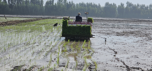 식량작물(벼) 시범단지-기계 이앙
