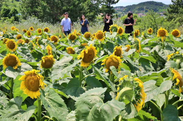 지난 10일 소원면 법산1리 ‘해바라기 꽃동산’을 찾은 관광객들.