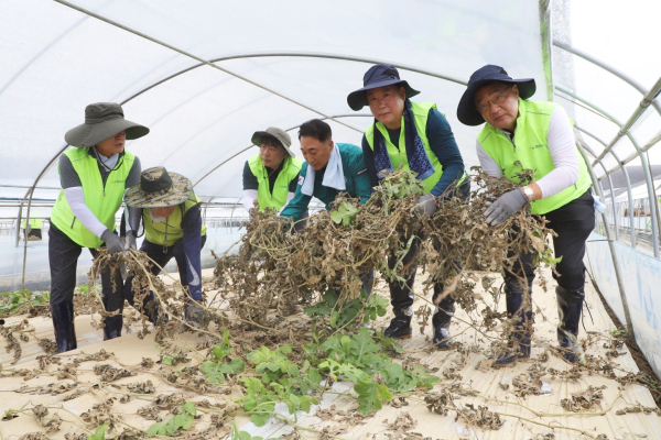 15일 충남 부여군 세도면에서 피해복구 일손돕기 진행 모습
