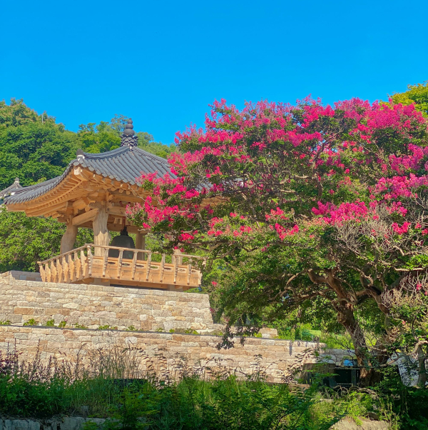 배롱나무꽃이 개화한 개심사