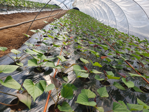 호풍미 (고구마 싹)