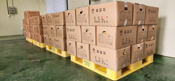 자체보증 종자검사에 합격한 ‘금선’과 ‘추백’ 씨감자 원원종