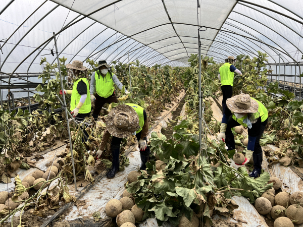 충남세종농협, 논산에서 수해 복구 지원 현장 모습